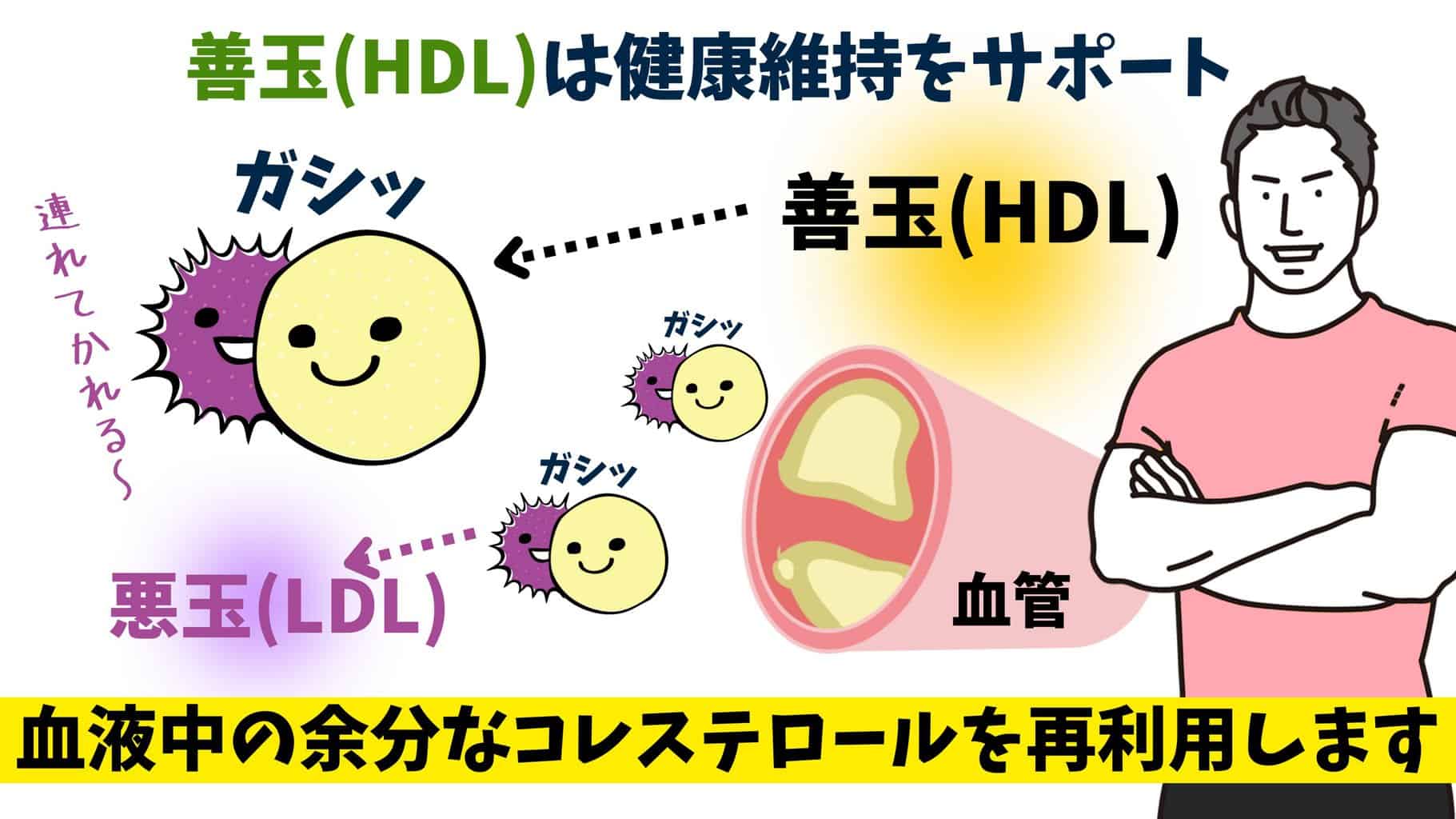 善玉(HDL)コレステロールの働き